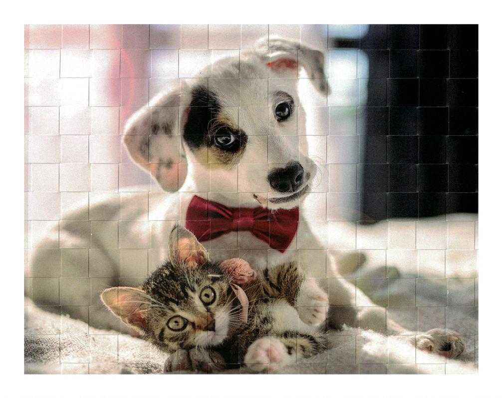 Hund+Katze